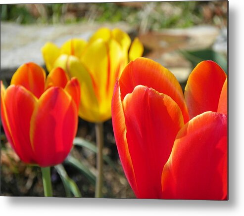 Flowers Metal Print featuring the photograph Tulip Celebration by Karen Wiles