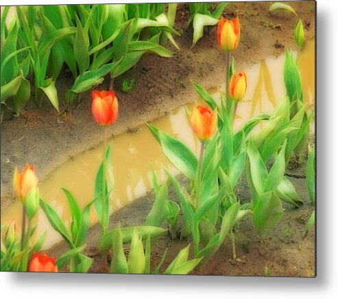 Tulips Metal Print featuring the photograph Tulips Reflected by Bonnie Bruno