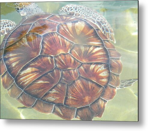 Turtle Metal Print featuring the photograph Turtle Power by Stacey Robinson