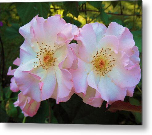 Flowers Metal Print featuring the photograph Twins by Jeanette Oberholtzer