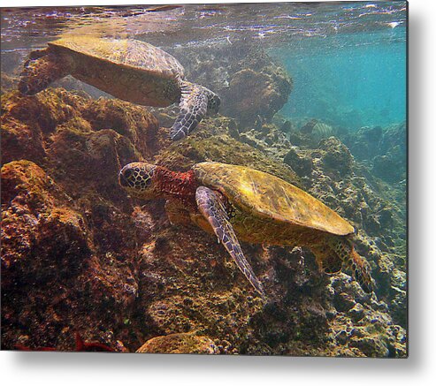 Hawaiian Green Sea Turtles Metal Print featuring the photograph Two Honu on the Reef by Bette Phelan