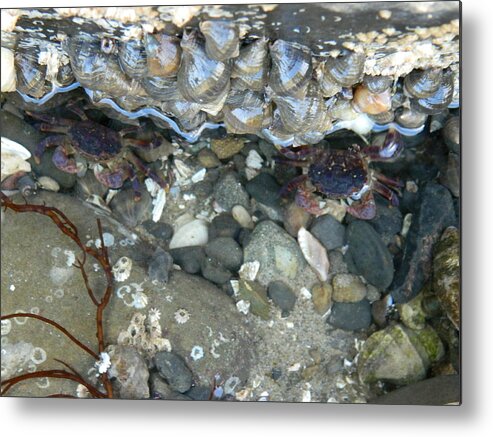 Crabs Metal Print featuring the photograph Two Little Crabs by Gallery Of Hope 