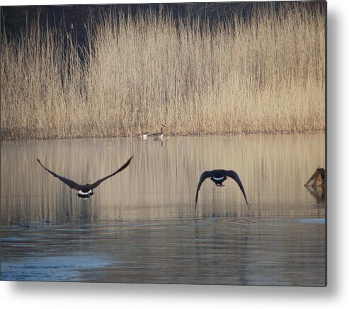 Wildlife Metal Print featuring the photograph Two Pairs by Peggy King