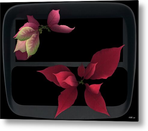 Two Poinsettias Black Gray Red Pink Green Flower Floral Flora Plant Petal Leaf Leaves Vein Stem Christmas Holy Holiday Metal Print featuring the photograph Two Poinsettias by Heather Kirk
