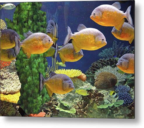 Fish Metal Print featuring the photograph Under the Seen World 5 by Lynda Lehmann