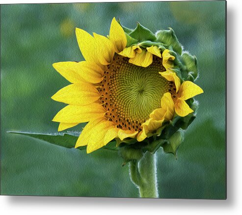 Sunflower Metal Print featuring the photograph Unfurl by Art Cole