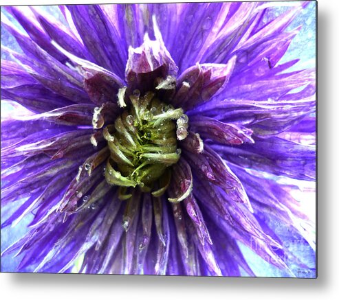 Purple Metal Print featuring the photograph Untitled 14 by Jeff Breiman