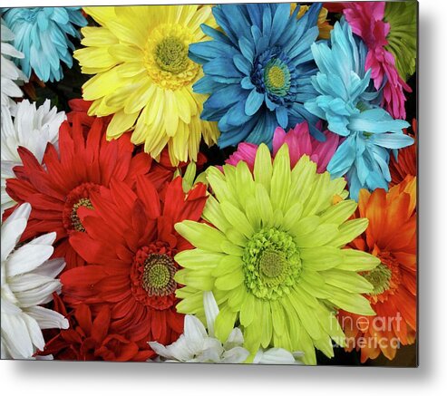 Daisies Metal Print featuring the photograph Up and Coming by Patsy Walton