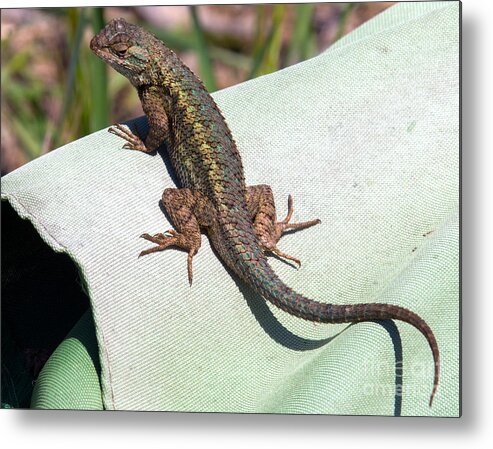 Lizard Metal Print featuring the photograph Up on High by Shawn Jeffries