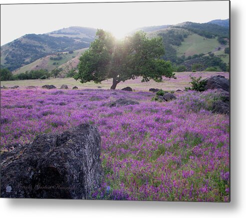 Sweet Peas Metal Print featuring the photograph Very Fetching Vetchling - Sweet Peas in Spring - Wildflowers of Southern OR - Meadows and Sunsets by Brooks Garten Hauschild