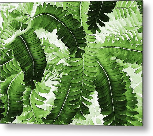 Ferns Metal Print featuring the photograph Vibrant Fronds by Marion McCristall