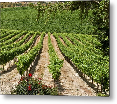Vineyards Metal Print featuring the photograph Vineyards in the Galilee 2 by Arik Baltinester
