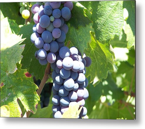 Vino Metal Print featuring the photograph Vino on the way by Pamela Walrath