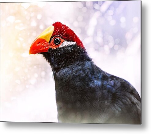 Violet Turaco Metal Print featuring the photograph Violet Turaco by Jaroslav Buna
