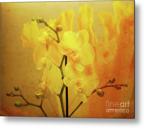 Mona Stut Metal Print featuring the photograph Yellow Visions of Spring Orchids by Mona Stut