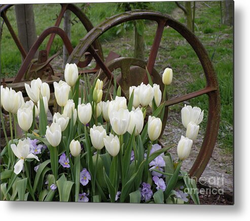 White Metal Print featuring the photograph Wagon Wheel Tulips by Louise Magno