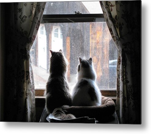 Cats Metal Print featuring the photograph Waiting at the Window by Lili Feinstein