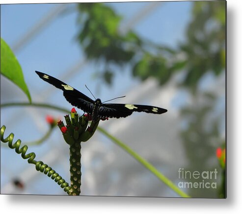 Butterfly Metal Print featuring the photograph Waiting For Take Off by Michael Krek