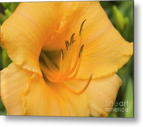 Flower Metal Print featuring the photograph Warm Thoughts by Jon Munson II