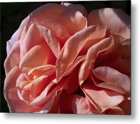 Rose Metal Print featuring the photograph Warm Wishes by Rona Black