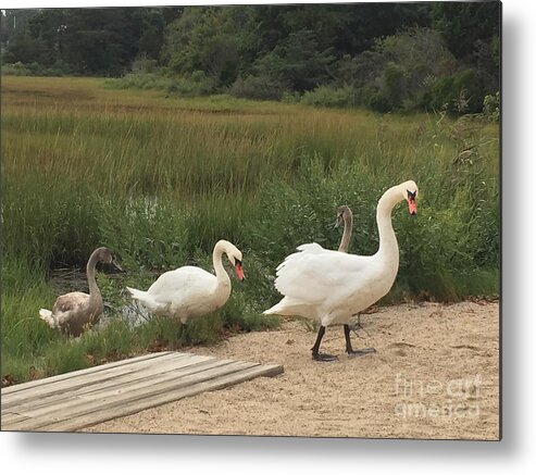 Swans Metal Print featuring the photograph Watch Your Step by Beth Saffer