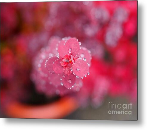 Water Beads Metal Print featuring the photograph Water Beads by Jacklyn Duryea Fraizer