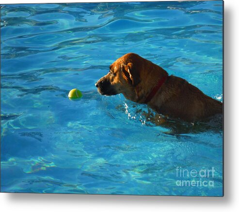 Water Dog Series Metal Print featuring the photograph Water Dogs Series 8 by Paddy Shaffer