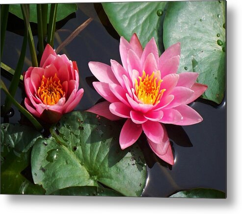 Water Lilies Metal Print featuring the photograph Water Lilies by Joy Nichols