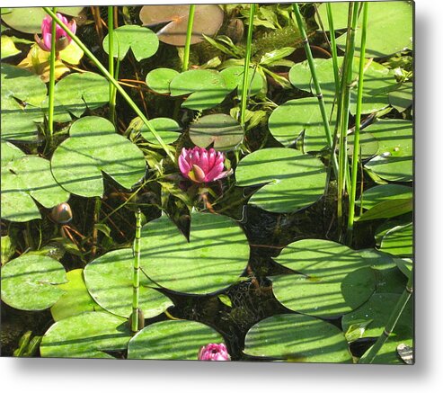 Water Metal Print featuring the photograph Water Lilly Pond by Rebecca Shupp