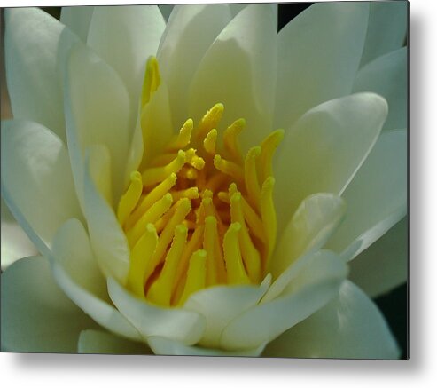 Lily Metal Print featuring the photograph Water Lily by Juergen Roth