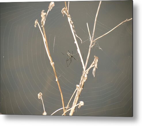 Spider Web Metal Print featuring the photograph Web of Wonder by Azthet Photography