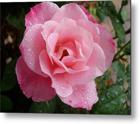 Roses Metal Print featuring the photograph Wet Simplicity by Anjel B Hartwell