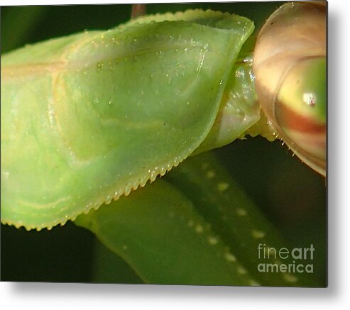 Nature Metal Print featuring the photograph What Am I? #1 by Christina Verdgeline