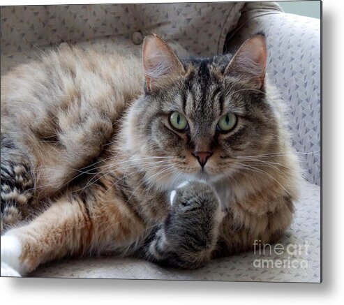 Cat Metal Print featuring the photograph What Did You Say? by Marcia Lee Jones