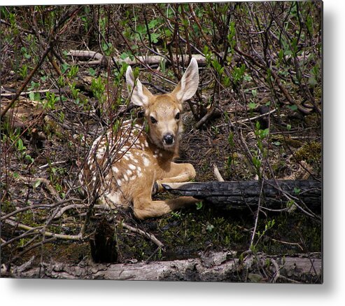 Deer Metal Print featuring the photograph Where Mother Said Stay by DeeLon Merritt