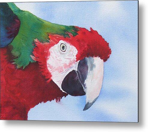 Macaw Metal Print featuring the painting Where s Jimmy by Judy Mercer