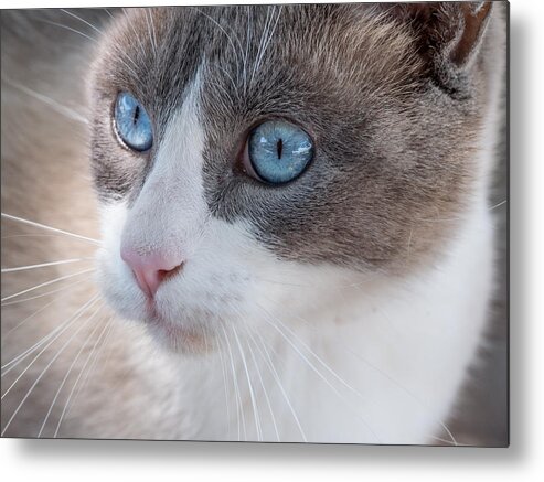 Cat Metal Print featuring the photograph Whiskers by Derek Dean