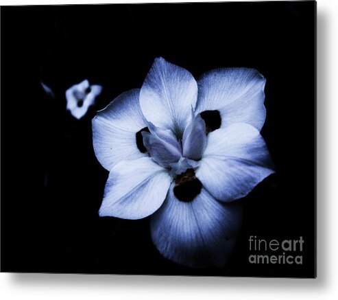 Flowers Metal Print featuring the photograph Whisper by Daniele Smith