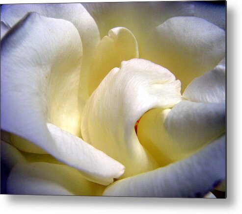 Flowers Metal Print featuring the photograph White Beauty Rose by Mary Halpin