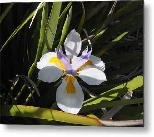 Botanical Metal Print featuring the photograph White Daylily 3 by Richard Thomas