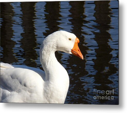 Goose Metal Print featuring the photograph White goose by Elizabeth Fontaine-Barr