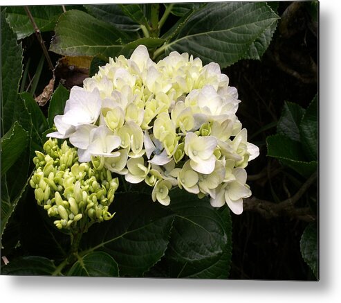 Flower Metal Print featuring the photograph White Hydrangeas by Amy Fose