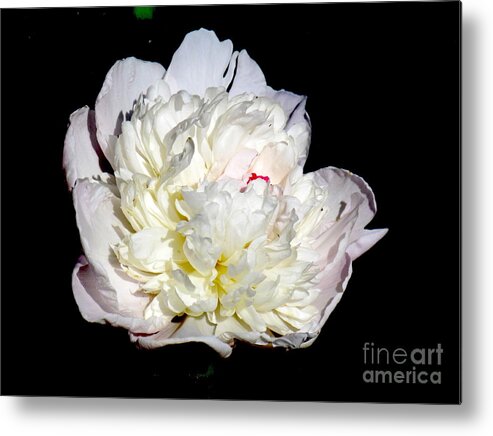 Photograph Metal Print featuring the photograph White Peony II by Delynn Addams