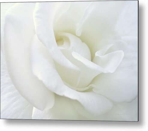 Rose Metal Print featuring the photograph White Rose Angel Wings by Jennie Marie Schell