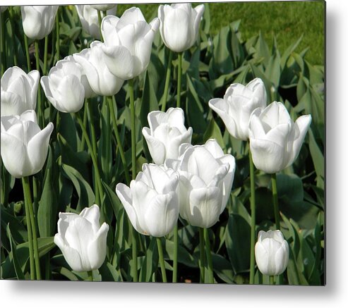 White Tulips Metal Print featuring the photograph White tulips by Manuela Constantin