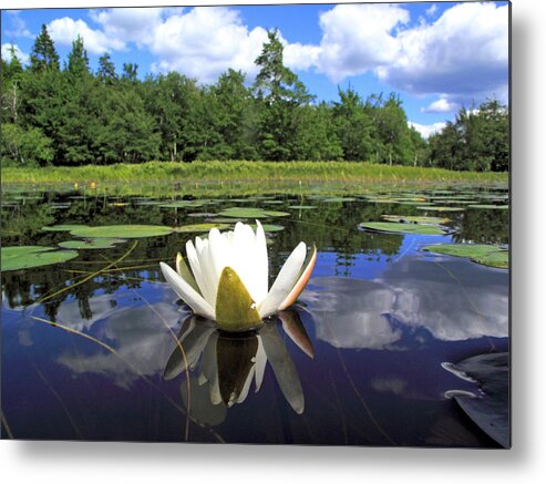 Flowers Metal Print featuring the photograph White waterlily on a lake by Gary Corbett