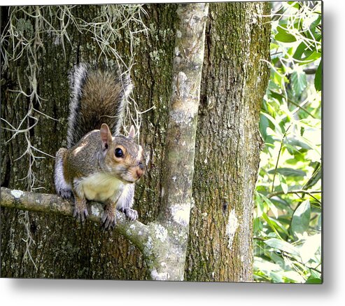 Squirrel Metal Print featuring the photograph Who Goes There by Terri Mills