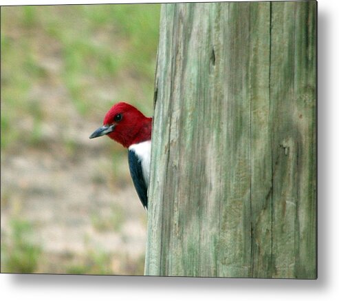 Woodpecker Metal Print featuring the photograph Who's there by Brian Wright