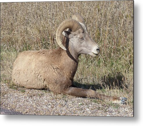 Walking Trails Metal Print featuring the photograph Badlands Mountain Sheep by Rosanne Licciardi