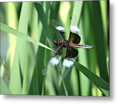 Widow Skimmer Metal Print featuring the photograph Widow Skimmer by Dark Whimsy